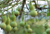 葫芦怎么种 盆栽