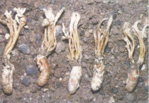 蝉花和金蝉花区别？