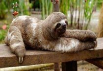 树懒可以养吗？