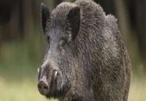 种野猪选择方法？种猪过肥怎么办？