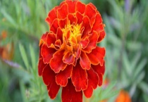 万寿菊的繁殖方法 附万寿菊的生长条件