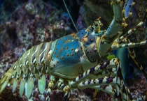 大龙虾死了还可以吃吗 大龙虾有哪些营养价值