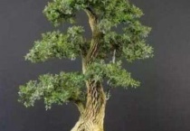 雀舌黄杨盆景怎么养