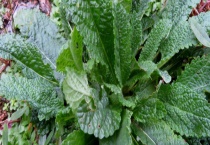 蛤蟆草与地黄草有什么不同 从科属、叶子、花朵等方面来区分