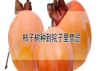 柿子树种到院子里禁忌