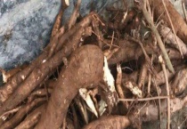 葛根是什么东西 生长在哪里 有什么用途