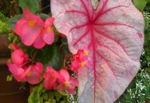 花叶芋怎么修剪