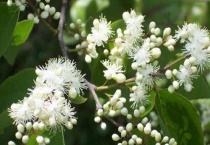 白檀扦插时间是什么时候