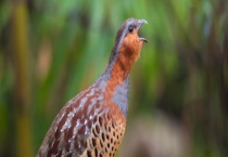 可以对竹鸡进行抓捕吗 竹鸡吃什么食物