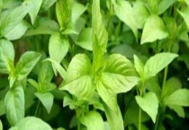 荆芥和九层塔是一样的吗？