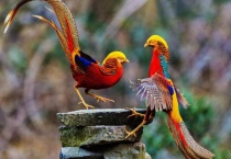 红腹锦鸡特征有哪些？