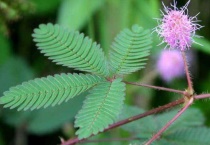 含羞草盆栽怎么爆盆