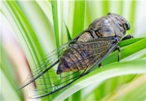 知了在什么树上最多