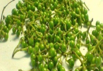 胡椒的产地分布 附产地环境