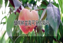 蟠桃树盆栽可室内栽吗？