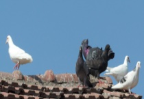 草鸽和乳鸽有什么不同吗 看看这些区别？