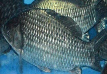 鲫鱼一般能活多久 附其产卵繁殖