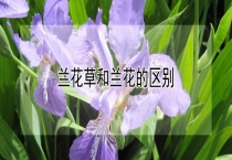 兰花草和兰花的区别？