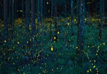 萤火虫什么季节有？寿命是多长 吃什么食物