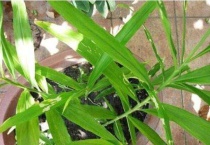 生姜的叶子长什么样子