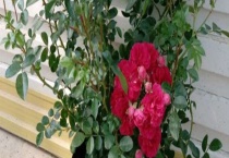 红木香叶子发黄怎么办？