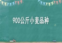 900公斤小麦品种