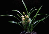 网购裸根兰花根都干了怎么办？