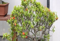 石榴树盆景怎么制作？主要有四个方面