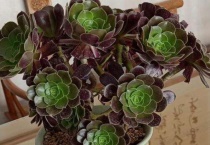 法师的侧芽怎么引出来