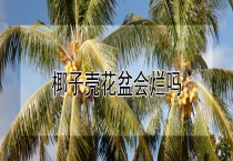 椰子壳花盆会烂吗？