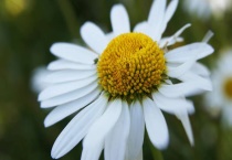 邹菊和雏菊的区别？