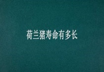 荷兰猪寿命有多长