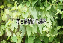 夜交藤是首乌藤吗？