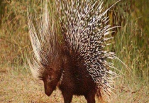 豪猪养殖的方向、前景如何？附养殖要点