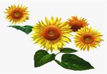 向日葵的生长习性