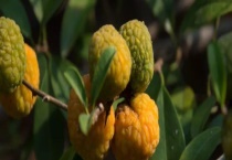 构棘果可不可以吃 构棘果的形态特征是怎样的