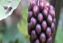 南五味子与北五味子的区别？ 详细介绍