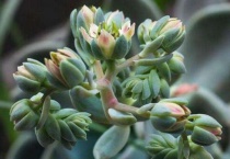 肉肉开花需要剪掉吗？