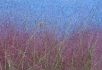 黛子草的全名是什么？