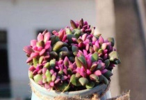 多肉吹雪之松锦怎么养老是蔫蔫的