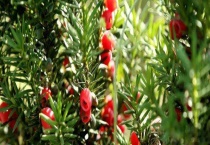 红豆杉叶子黄了怎么办？红豆杉叶子发黄的原因？