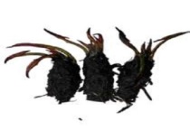 睡莲根块的水养多久？