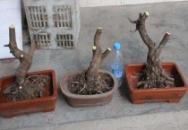 榔榆下山桩几月份可以挖