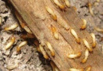 白蚁克星什么植物