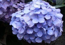 绣球花如何深水醒花