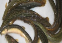 钓泥鳅实用技巧大全 附注意事项