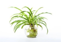 吊兰烂心发黑如何抢救