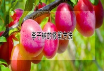 李子树的修剪多久？