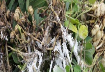 白绢病的防治技术 白绢病的症状以及病原