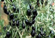 黑枸杞是不是转基因 附黑枸杞的营养价值和食用多久？